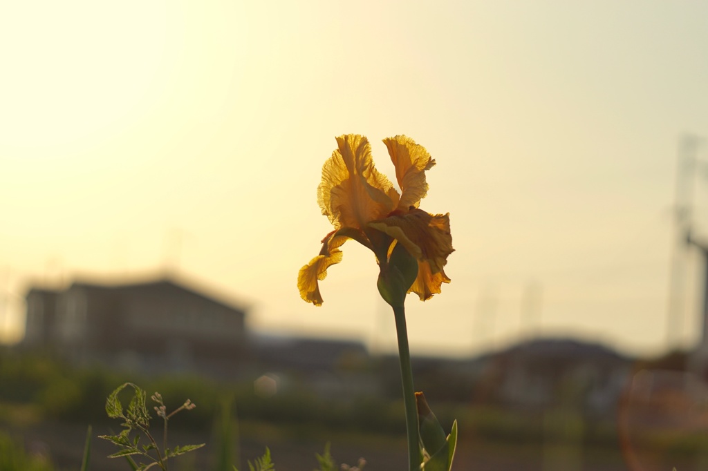菖蒲色の夕焼け
