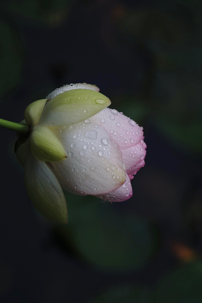 雨滴