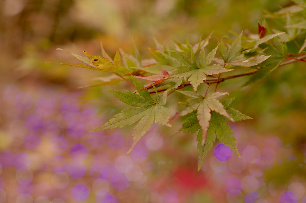 紅くなりたいのに…