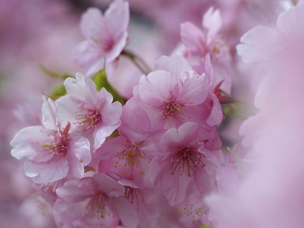 花笑み  ୨୧  河津桜