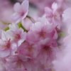 花笑み  ୨୧  河津桜
