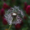 Un nouveau pas ⁾⁾˚*