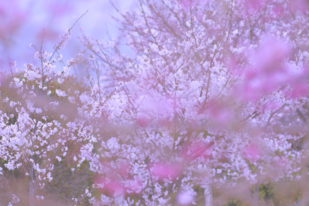 桜日和