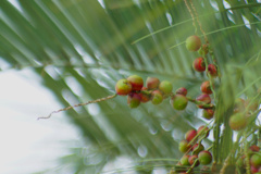 棕櫚実