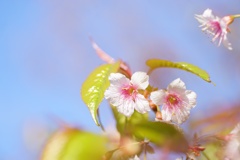 寒空に輝くヒマラヤ桜