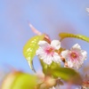 寒空に輝くヒマラヤ桜