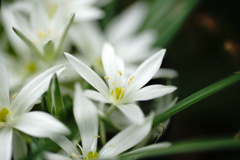 Star of Bethlehem