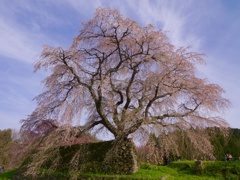 細枝に咲き溢つ 枝垂れ桜  