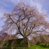細枝に咲き溢つ 枝垂れ桜  