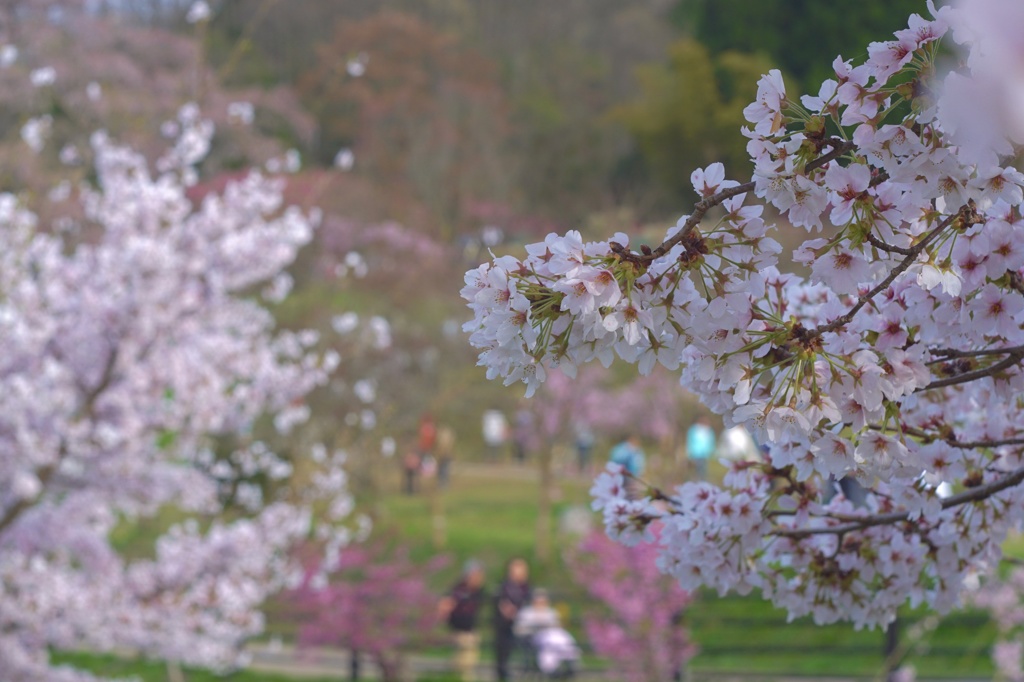 桜日和