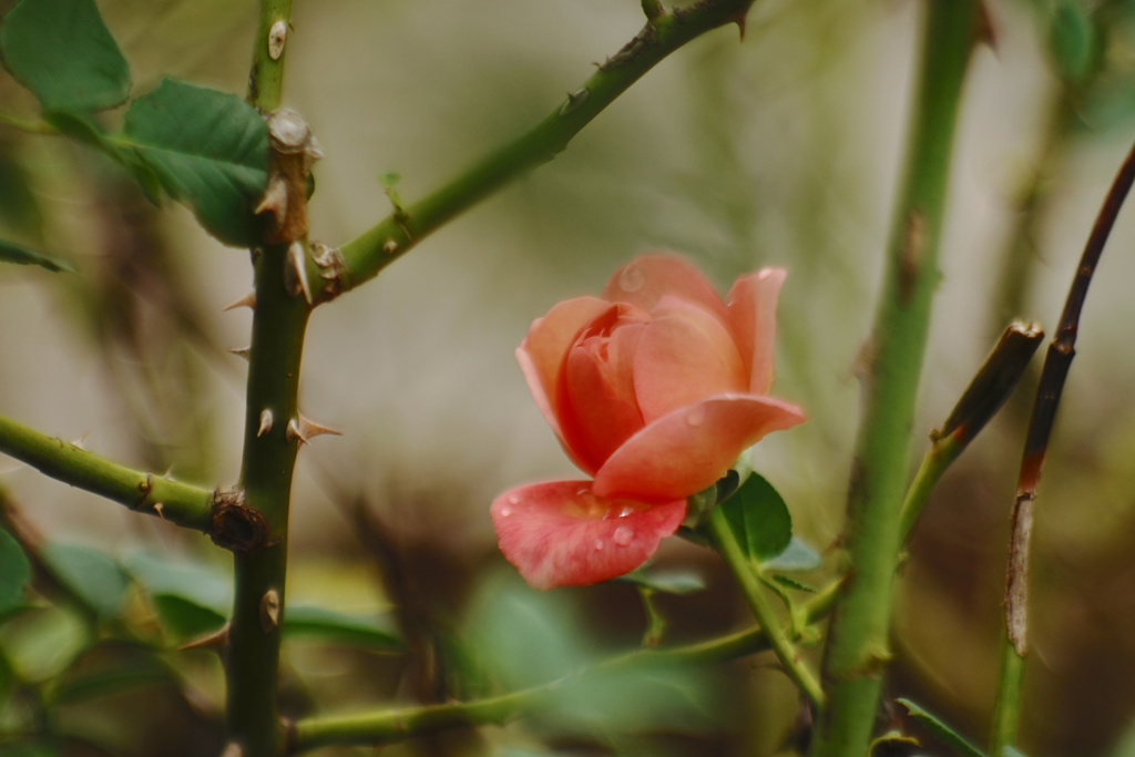 雨上がりの薔薇