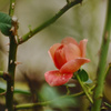 雨上がりの薔薇