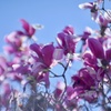 春iro 紫木蓮