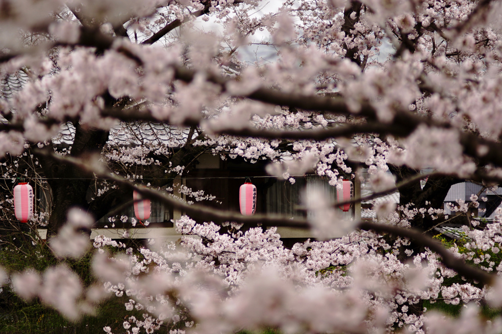 桜色提灯