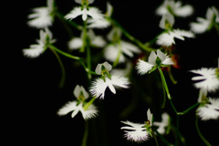 夏の花 鷺草  