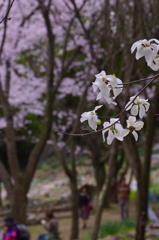 咲き競う 桜とコブシの春の日