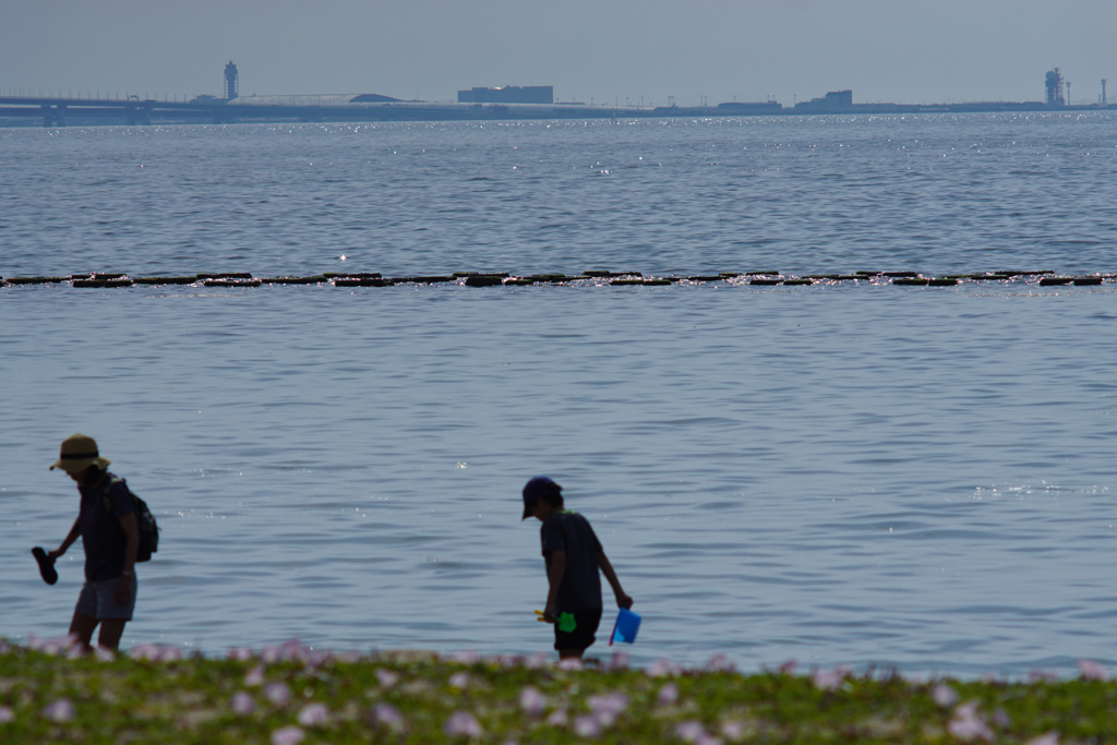 浜昼顔と初夏の海