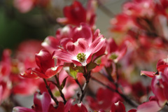 花笑み