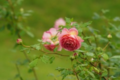Autumn rose