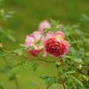 Autumn rose