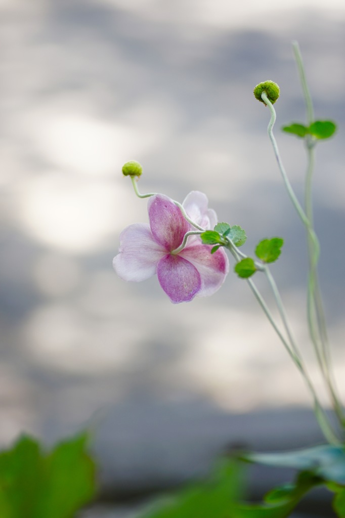 後ろ姿も美しい　秋明菊