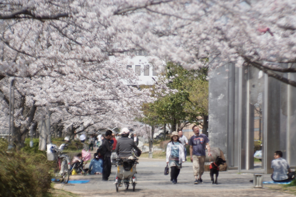 桜観の宴