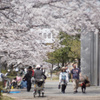 桜観の宴