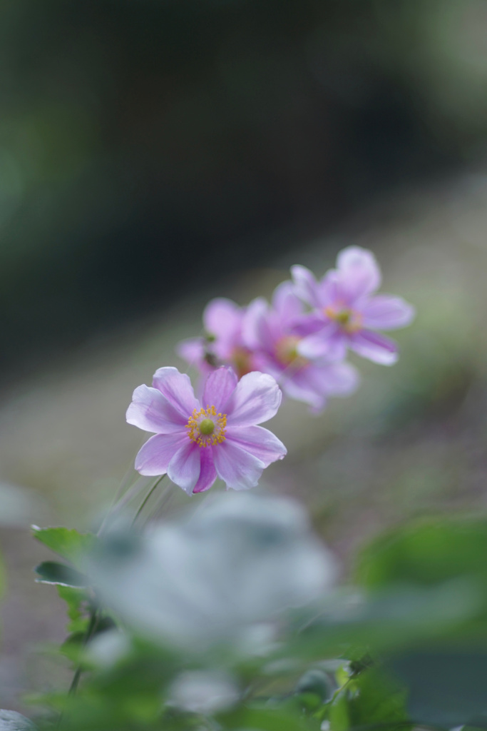 庇護の花