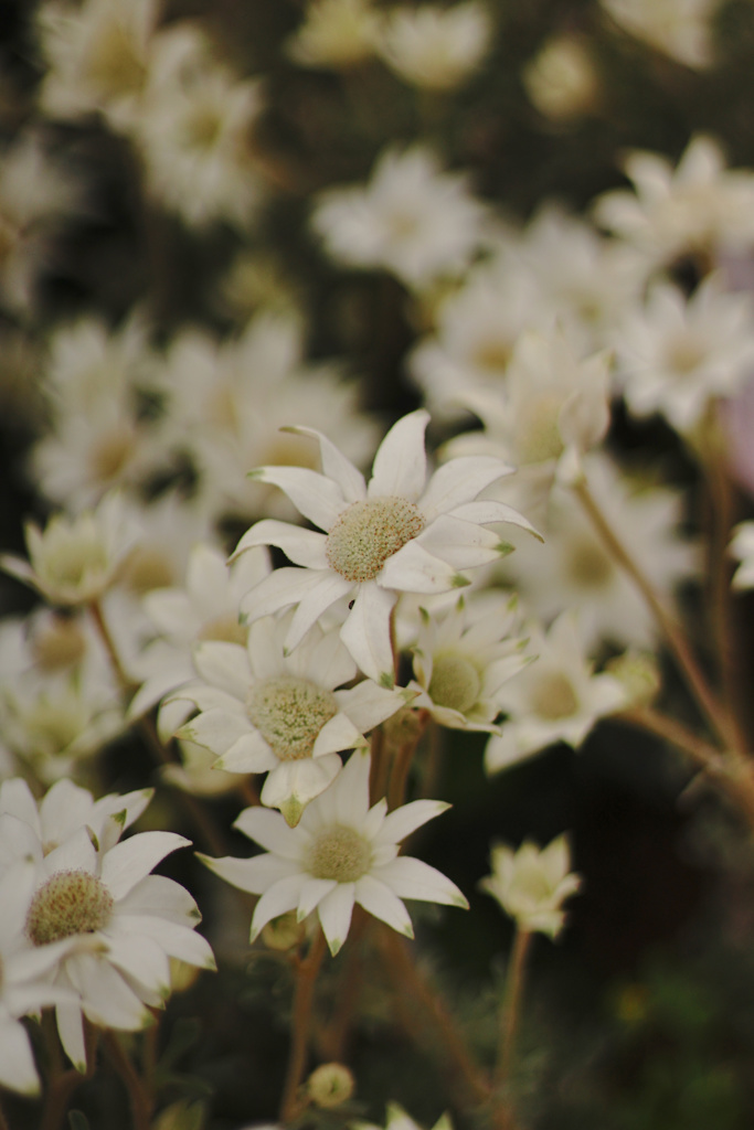 Flannel flower