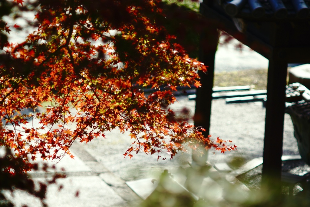 斑ら紅葉