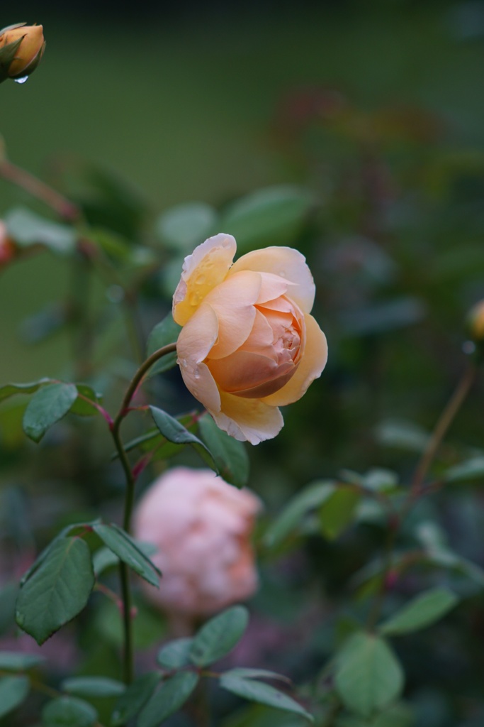 Autumn rose