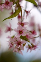 寒空に咲く　ヒマラヤ桜