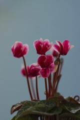 篝火花