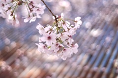 ランウエィの桜