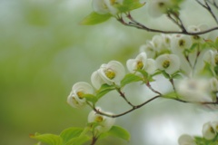 花水木合唱隊♪