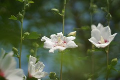 夏には夏の花 タチアオイ