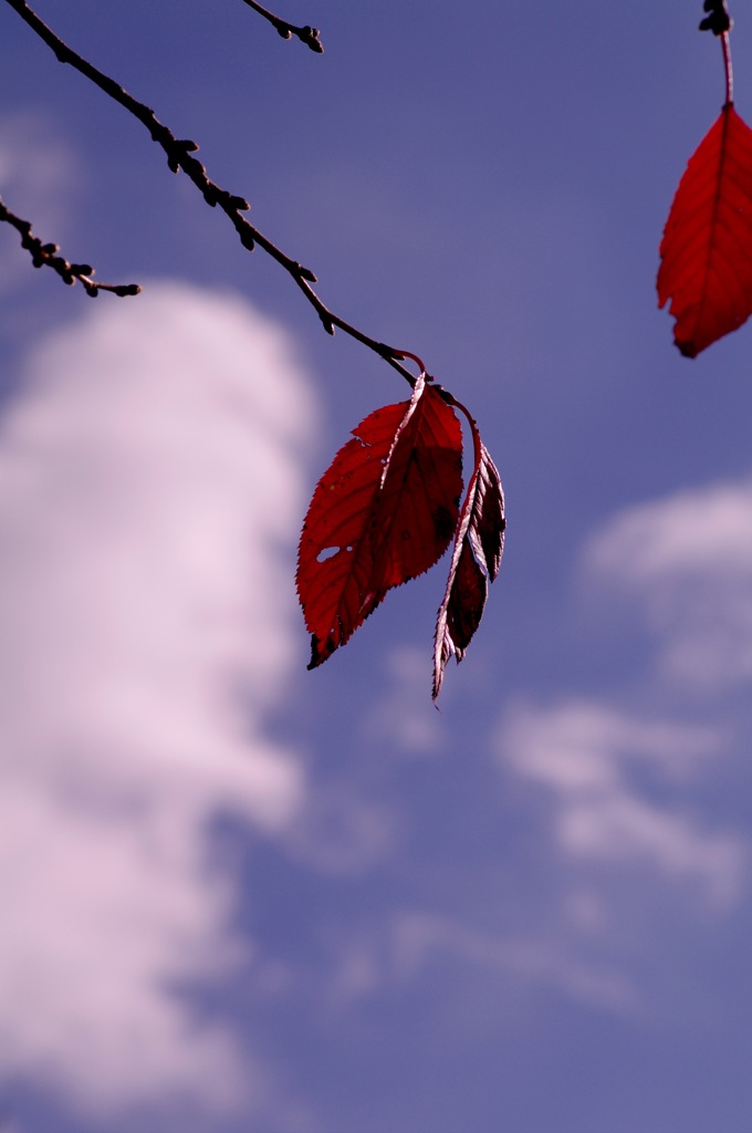 桜葉　紅く燃ゆ