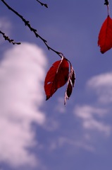 桜葉　紅く燃ゆ