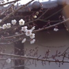梅の香りに誘われて⋆.*⃝̥◌̥