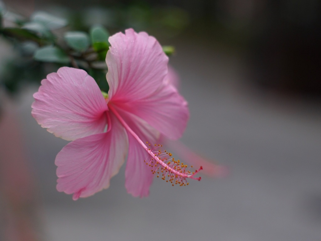 delicate beauty