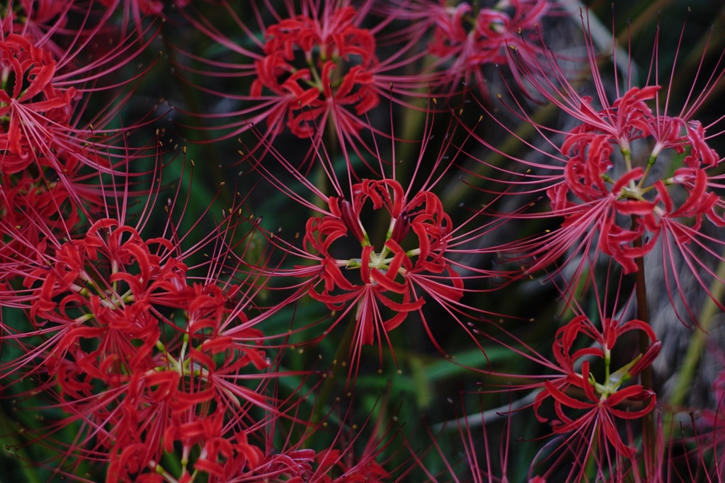 見下ろす花火