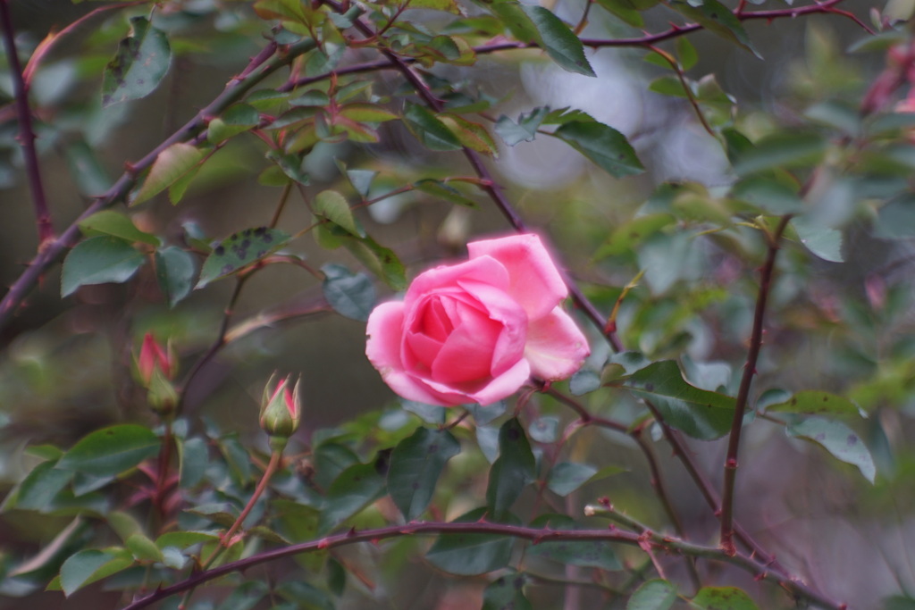 寒中の花