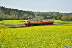 yellowcarpet