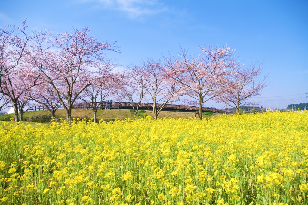 ４月６日　あじさい公園の春