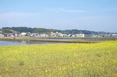 菜の花と多古町