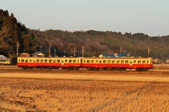 冬の夕陽に照らされて