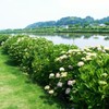 多古町アジサイ公園のあじさい