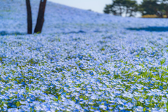 青の楽園