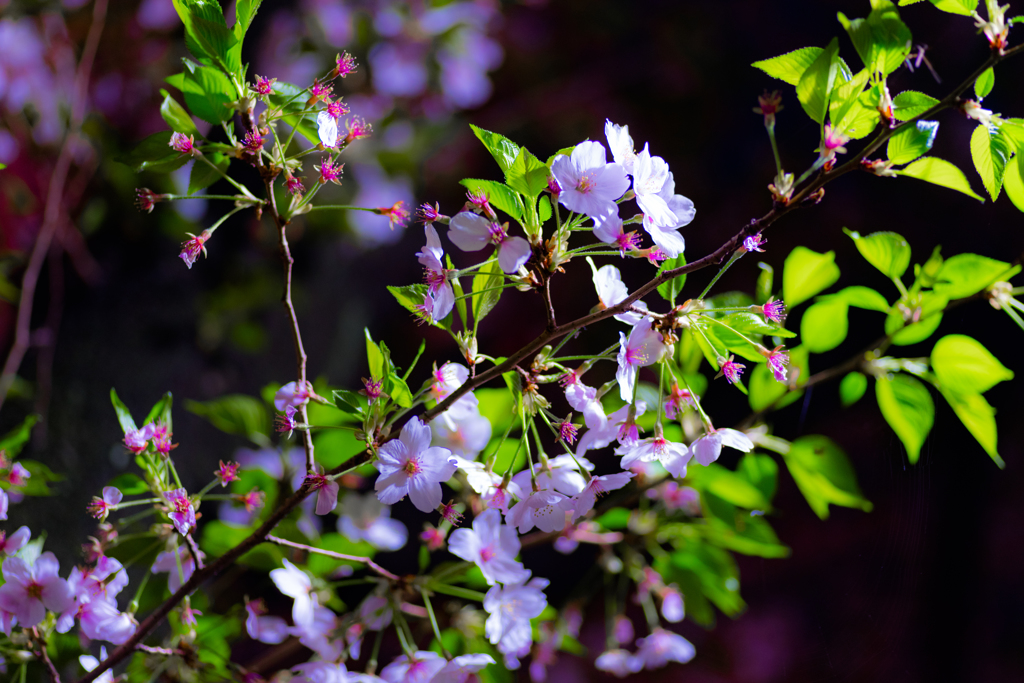 夜の葉桜