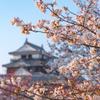 松山城の春